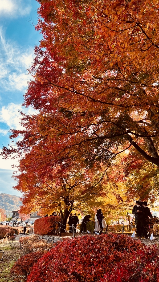 红叶回廊 参考图 1